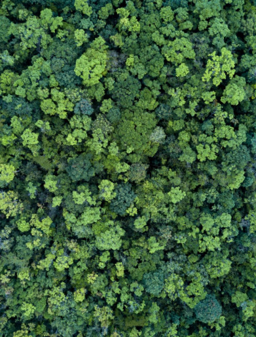 Trees from Sky